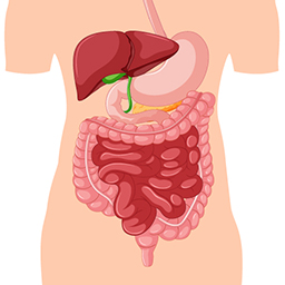 Digestive system